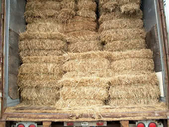 mulch hay